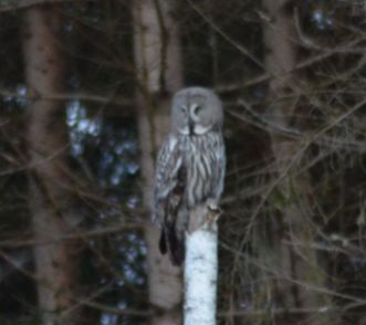 Great Grey Owl on day 2
