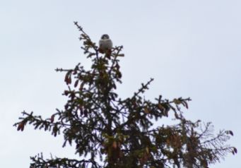 Northern Hawk Owl (record shot)