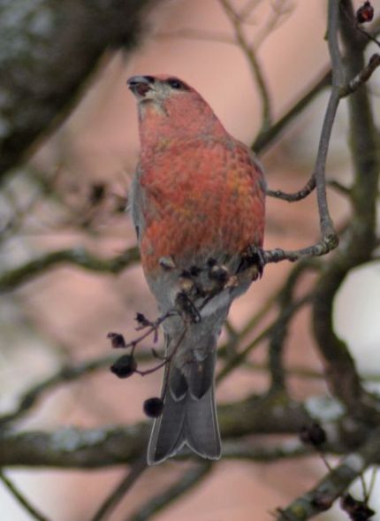 Adult male Pine Grosbeak (all pictures)