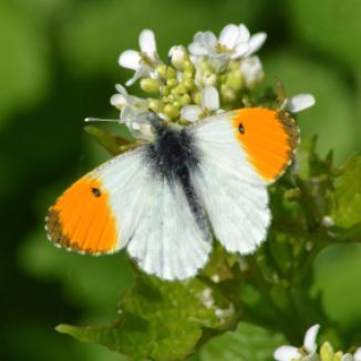 Male Orange Tip (all pictures)