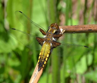Broad-bodied Chaser (imm)