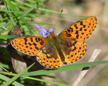 pearl-bordered fritillary.2001 new forest
