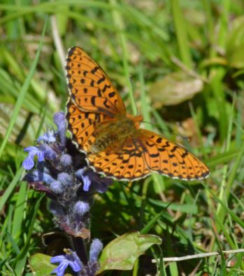 pearl-bordered fritillary.2005 new forest