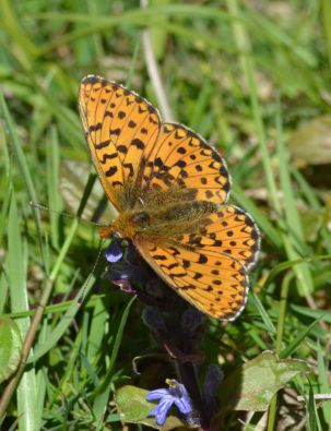 pearl-bordered fritillary.2007 new forest