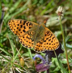 pearl-bordered fritillary.2008 new forest