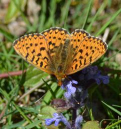pearl-bordered fritillary.2009 new forest
