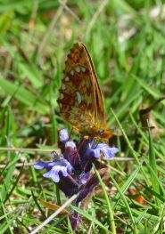 pearl-bordered fritillary.2010 new forest