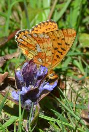 pearl-bordered fritillary.2011 new forest