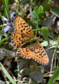 small pearl-bordered fritillary.2004 wyre forest