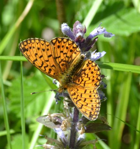 small pearl-bordered fritillary.2005 wyre forest