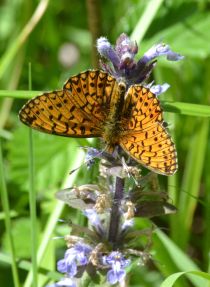 small pearl-bordered fritillary.2007 wyre forest
