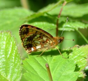 small pearl-bordered fritillary.2009 wyre forest