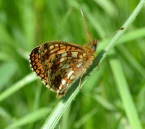 small pearl-bordered fritillary.2012 wyre forest