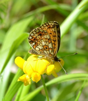 small pearl-bordered fritillary.2013 wyre forest