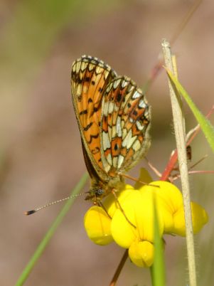 small pearl-bordered fritillary.2018 wyre forest