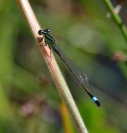 Blue-tailed Damselfly (adult male)